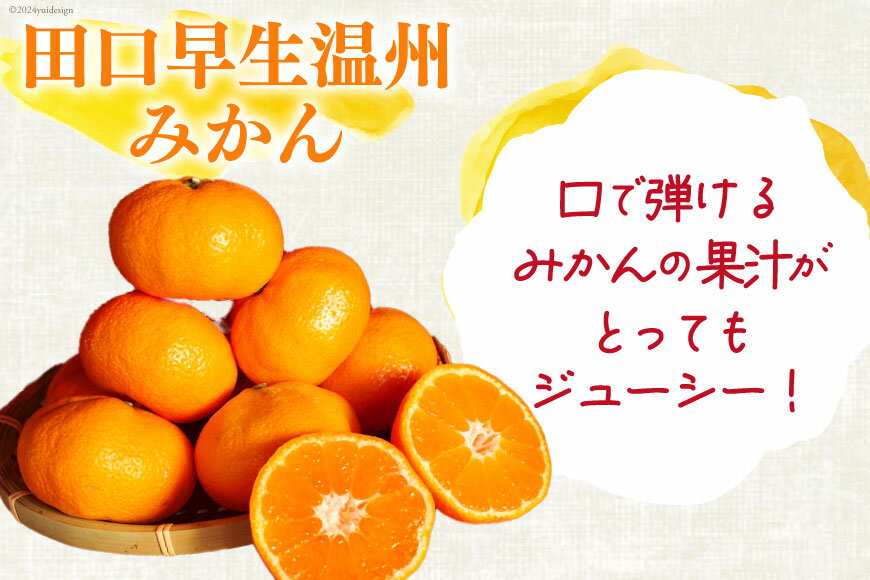 【ふるさと納税】 【期間限定発送】 みかん 温州みかん 選べる 品種 内容量 5kg or 10kg 青島晩生 田口早生 [黒田農園 宮崎県 日向市 452061145] 果物 フルーツ ミカン 蜜柑 柑橘 贈答用 サムネイル2