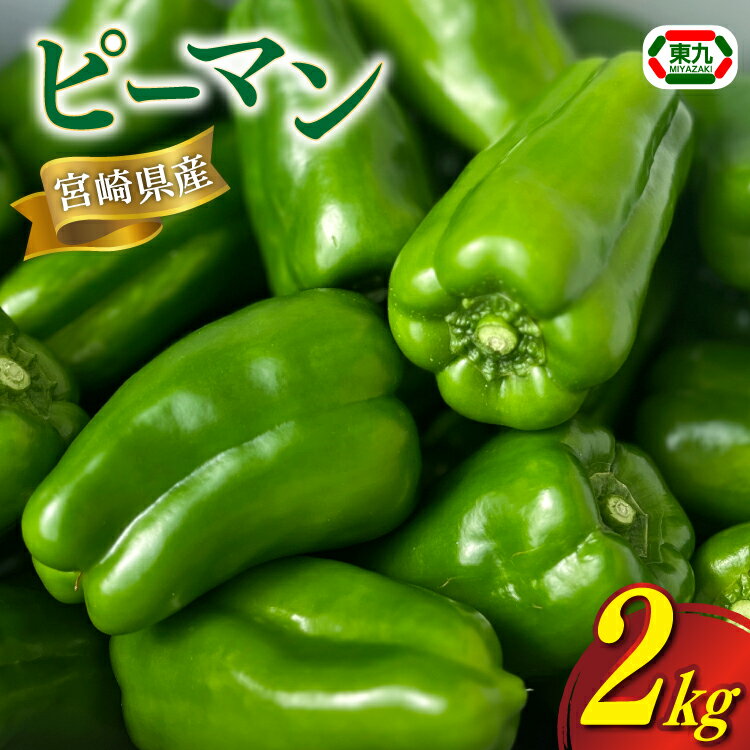 【期間限定発送】 ピーマン 宮崎県産ピーマン 2kg [東九農園 宮崎県 日向市 452061218] 宮崎 パリパリ 野菜 やさい サラダ 新鮮 BBQ