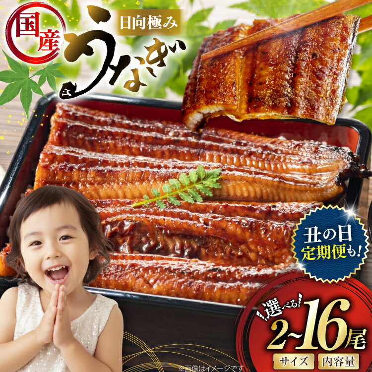 レビューキャンペーン うなぎ 選べる発送内容 2尾 240g以上 300g 以上 or 4尾 定期便 【たれ・山椒付き】 国産 日向極み うなぎ蒲焼 [日向サンパーク 宮崎県 日向市 452061646] ギフト 小分け 真空パック 鰻 ウナギ うなぎの蒲焼 蒲焼