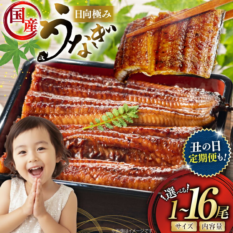うなぎ 国産 蒲焼 選べる発送内容 1尾 150g or 2尾 240g 300g or 4尾 480g 定期便 日向極みうなぎ [日向サンパーク 宮崎県 日向市 452061646] ふるさと納税 父の日 土用 丑の日 土用の丑の日 蒲焼き 長焼き ウナギ 鰻 冷凍 化粧箱入り ギフト鰻楽 unagi
