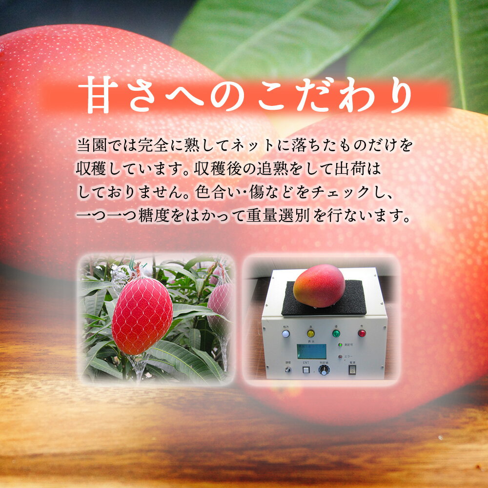 【ふるさと納税】＜先行予約＞【数量限定】糖度は最低でも13度以上、平均15度以上！ご家庭用 宮崎完熟マンゴー1.5〜1.7kg（2Lサイズ2玉入の約2倍）訳ありC級品ですが糖度も十分です！スタッフ一押し！令和8年5月上旬から発送！【やました農園】【KU472】 - 画像3