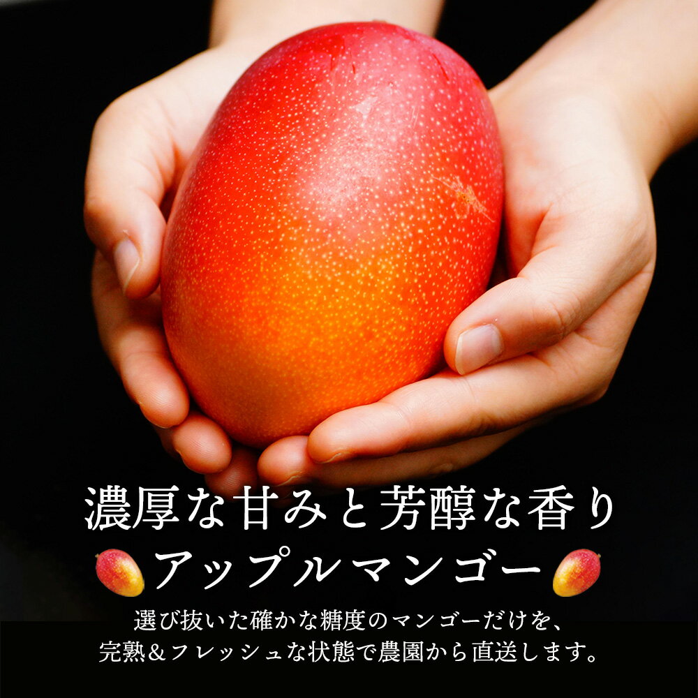 【ふるさと納税】＜先行予約＞【選べる内容量】スタッフ一押し【数量限定】最低でも糖度13度以上、平均15度以上！高評価 宮崎完熟マンゴー(2L×2玉入・簡易箱入り) ご自宅用 農家直送令和8年5月上旬から発送！【やました農園】【KU477】 - 画像2