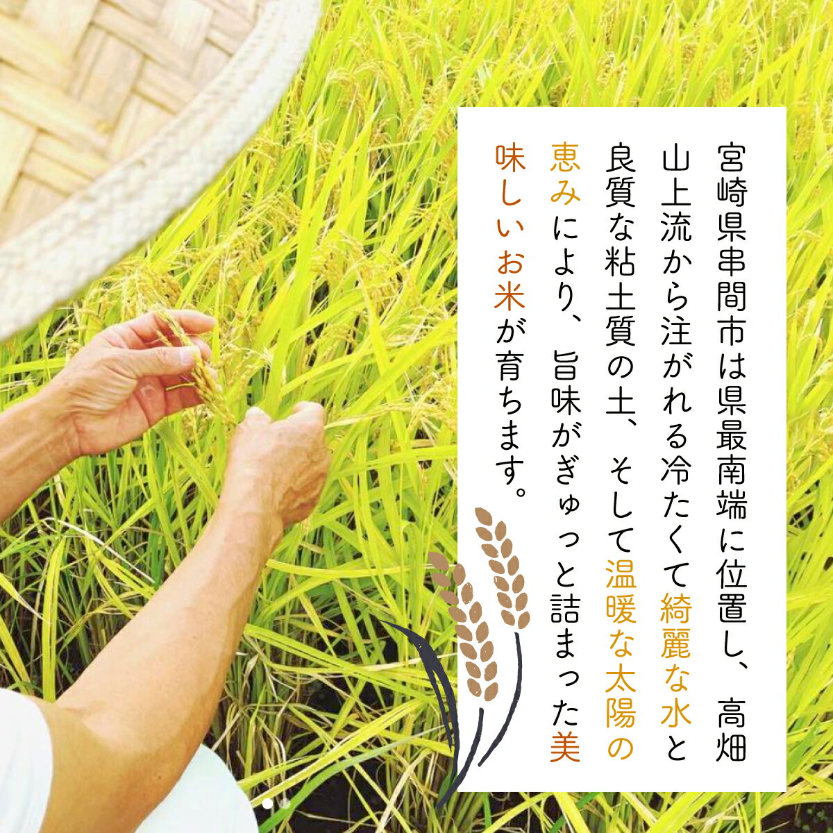 【ふるさと納税】＜数量限定＞【超早場米】 ミルキークイーン 10kg（5kg×2） 令和7年産 契約栽培米 冷めても固くなりにくい 米 契約栽培米 秋 旬 【中島米穀店】【KU160】 - 画像3