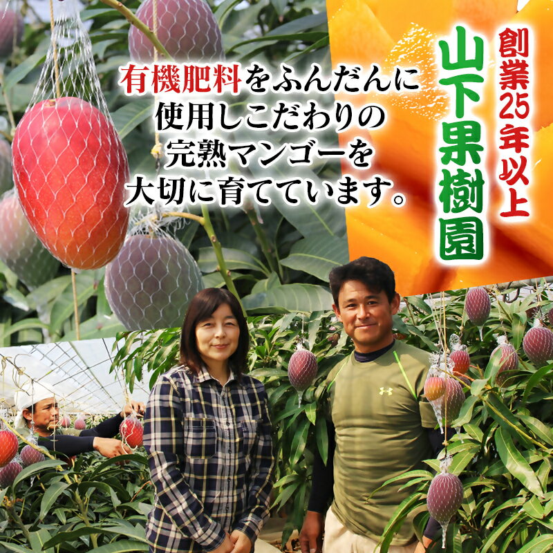 【ふるさと納税】山下果樹園 完熟マンゴー1kg「訳あり」3～5玉 宮崎県 西都産＜1.5-25＞【先行予約】令和8年収穫分 果物 フルーツ サムネイル2
