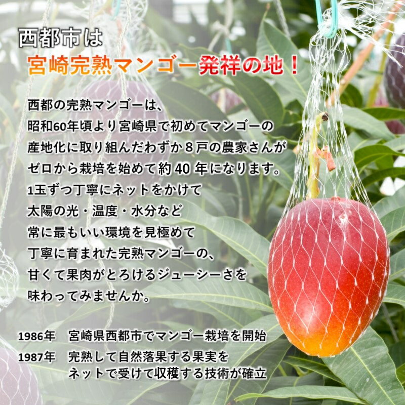 【ふるさと納税】西都市産 完熟マンゴー2L× 2玉 糖度12度以上 宮崎県 先行予約 数量限定＜1.3-6＞ ふるさと納税 果物 フルーツ US サムネイル2