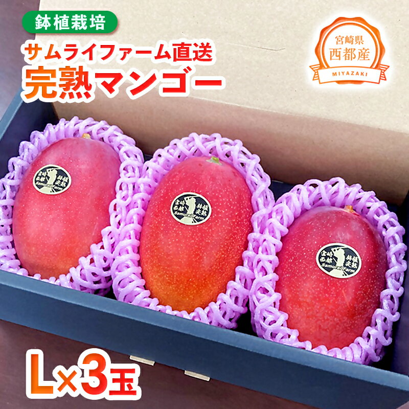 完熟マンゴー L×3個（西都産）鉢植栽培 西都市 宮崎 宮崎完熟マンゴー 先行予約＜1.5-233＞