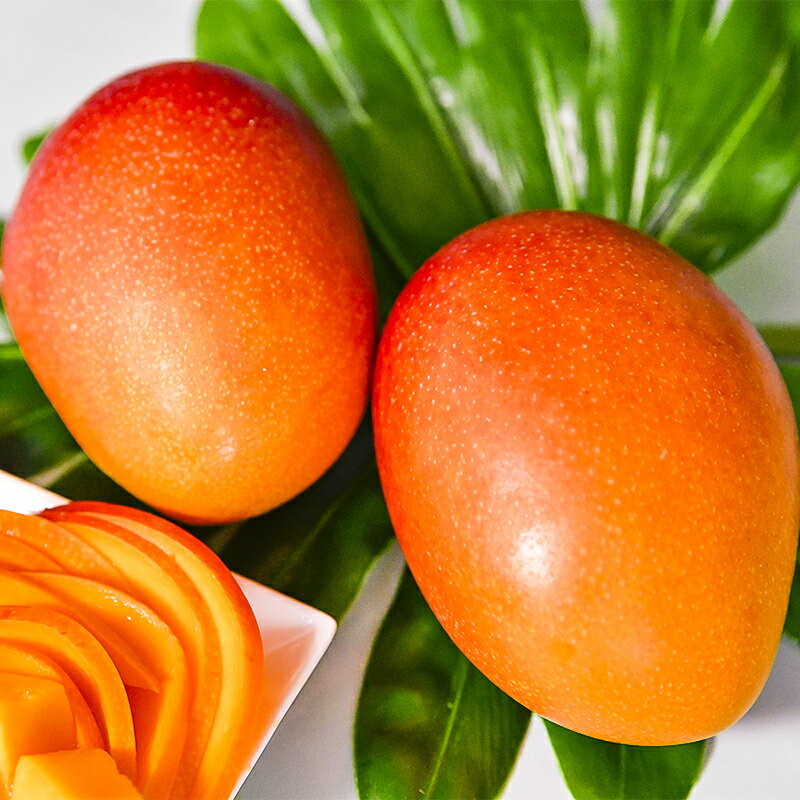 【ふるさと納税】杉田農園 完熟マンゴー約1kg「訳あり」ご家庭用（西都産）＜1.3-25＞【楽天限定】先行予約 ふるさと納税 訳あり 宮崎県 西都市産 人気 さいと サイト ふるさと 宮崎 果物 フルーツ - 画像3