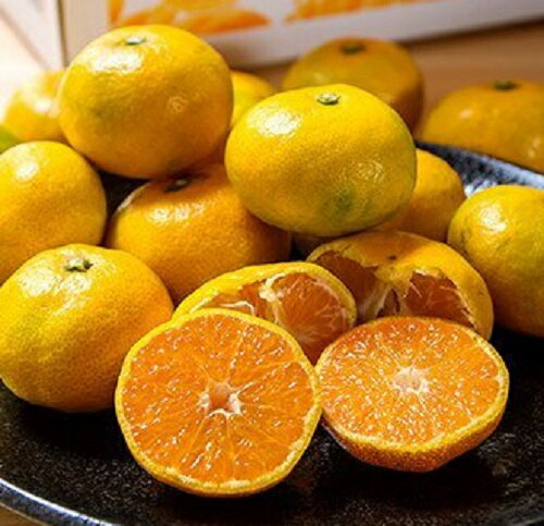 【ふるさと納税】西都産みかん「南国の陽蜜」『陽宝』5kg（宮崎県西都市 露地栽培 蜜柑 送料無料） さいと サイト サムネイル2