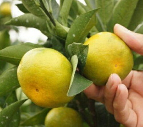 【ふるさと納税】西都産みかん「南国の陽蜜」『陽宝』5kg（宮崎県西都市 露地栽培 蜜柑 送料無料） さいと サイト サムネイル3