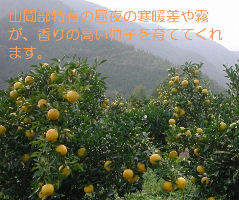 【ふるさと納税】（A）「銀の柚子」オリジナルゆずこしょう20g×20本 国産 ゆず 宮崎県 西都市産 柚子胡椒＜1.4-8＞ サムネイル3