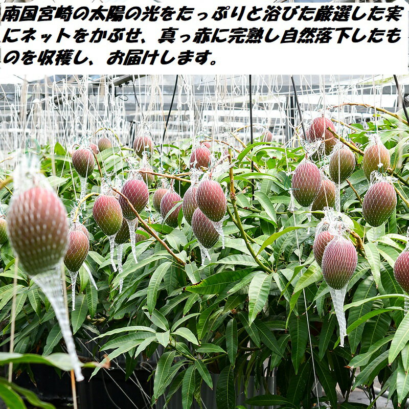 【ふるさと納税】完熟マンゴー L×3個（西都産）鉢植栽培 西都市 宮崎 宮崎完熟マンゴー 先行予約＜1.5-233＞ サムネイル3