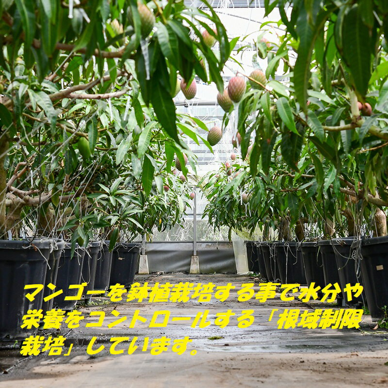 【ふるさと納税】完熟マンゴー L×3個（西都産）鉢植栽培 西都市 宮崎 宮崎完熟マンゴー 先行予約＜1.5-233＞ サムネイル2