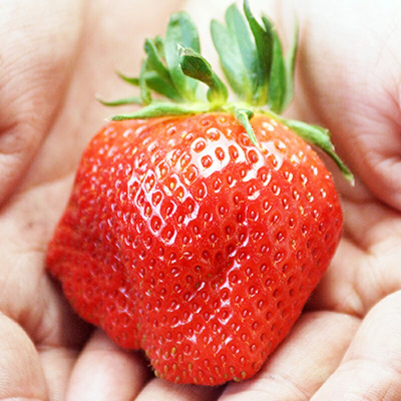 【ふるさと納税】苺大野屋 厳選 大粒いちご「やよいひめ」1パック 宮崎 西都市 苺 果物 フルーツ＜1.5-232＞ サムネイル3