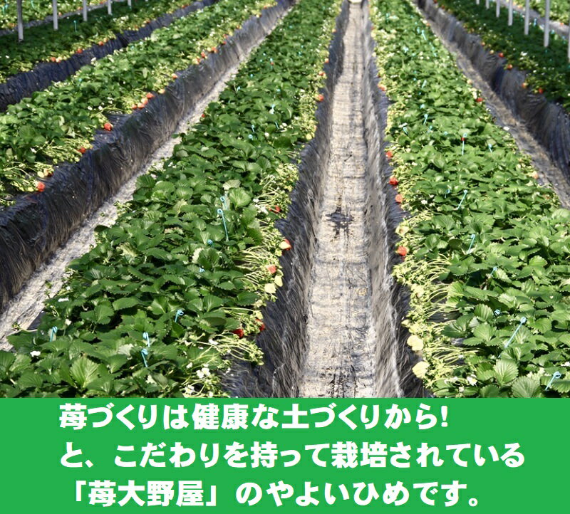 【ふるさと納税】苺大野屋「やよいひめ」4パック（約1kg）宮崎県 西都市産 いちご 訳あり たっぷりご家庭用 ふぞろい さいと サイト 先行予約 果物 フルーツ＜2-104＞ サムネイル2