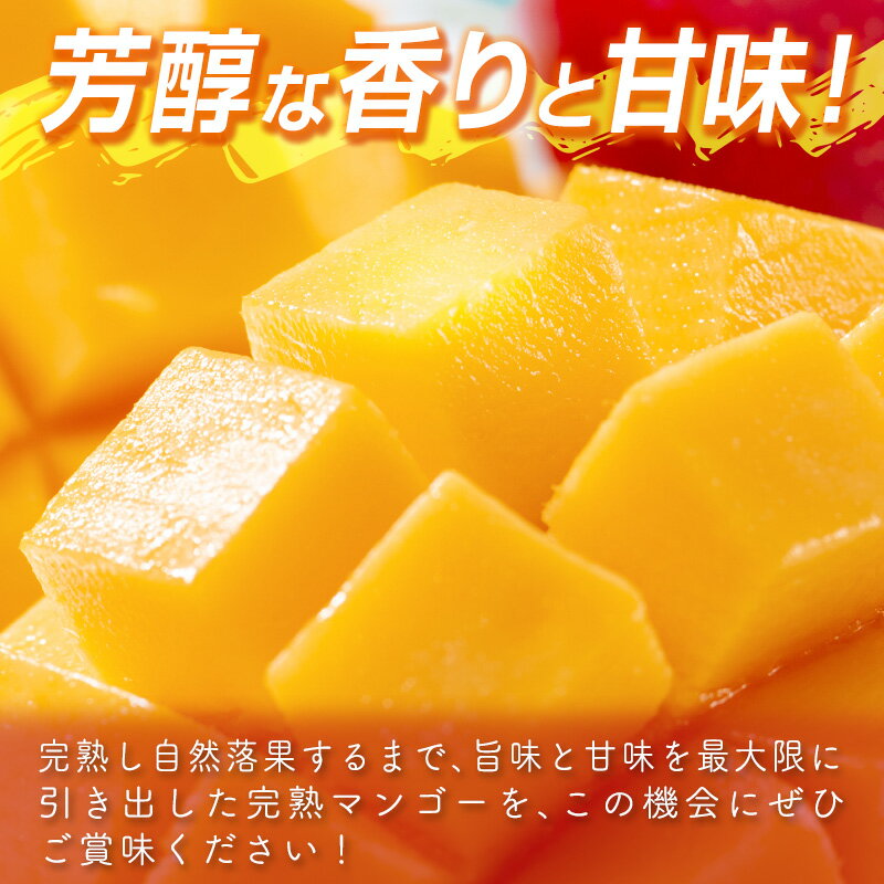 【ふるさと納税】宮崎県産 完熟マンゴー2L×2個 西都市産品【数量限定】 西都市産＜1.2-39＞ 人気 さいと サイト ふるさと 宮崎 先行予約 果物 フルーツ - 画像3