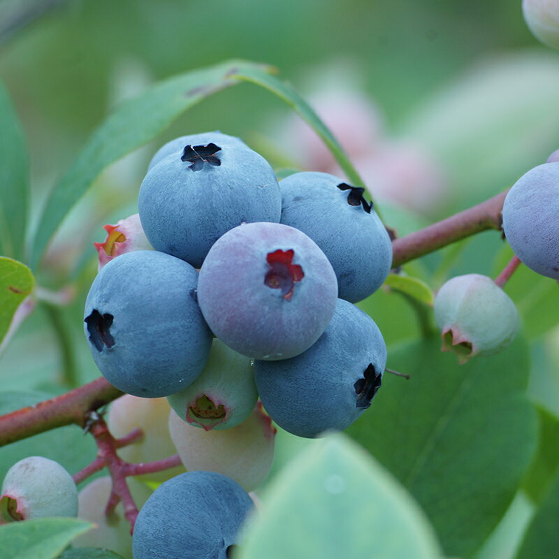 【ふるさと納税】ブルーベリー冷凍900g（300g×3パック）「先行予約」西都市『古代の風』収穫 国産 手摘み 楽天限定＜1-57＞ サムネイル3