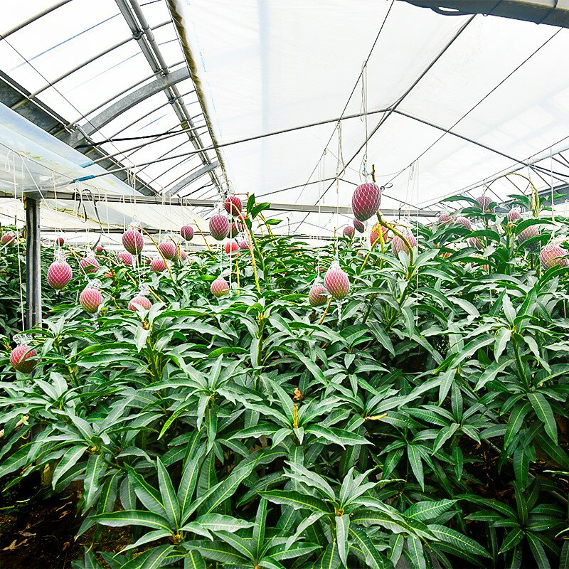 【ふるさと納税】「薗田農園」訳あり 宮崎完熟マンゴー 1.5kg（3～5玉）「楽天限定」西都市 マンゴーR8年収穫分「先行予約」 果物 フルーツ＜1.8-30＞ サムネイル2