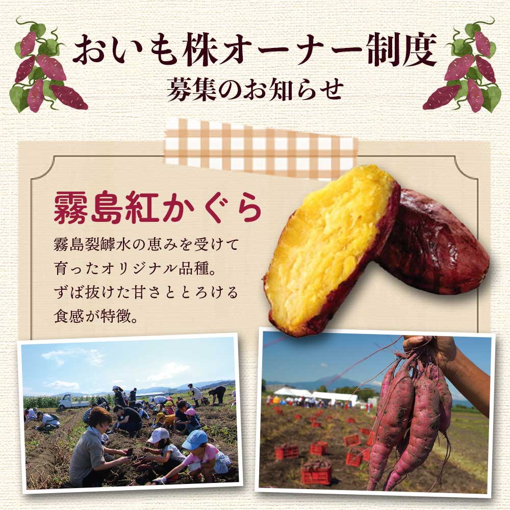 【ふるさと納税】【先行予約受付中】＜【A】おいも株オーナー制度1口セット2株 霧島紅かぐら(最低2.4kg保証)＞2026年12月中旬頃にさつまいもをお届け きりしまべにかぐら サツマイモ 芋 権利書 チケット 体験 苗植会 収穫祭【MI106-sh】【株式会社育みの里しろはと】 - 画像2