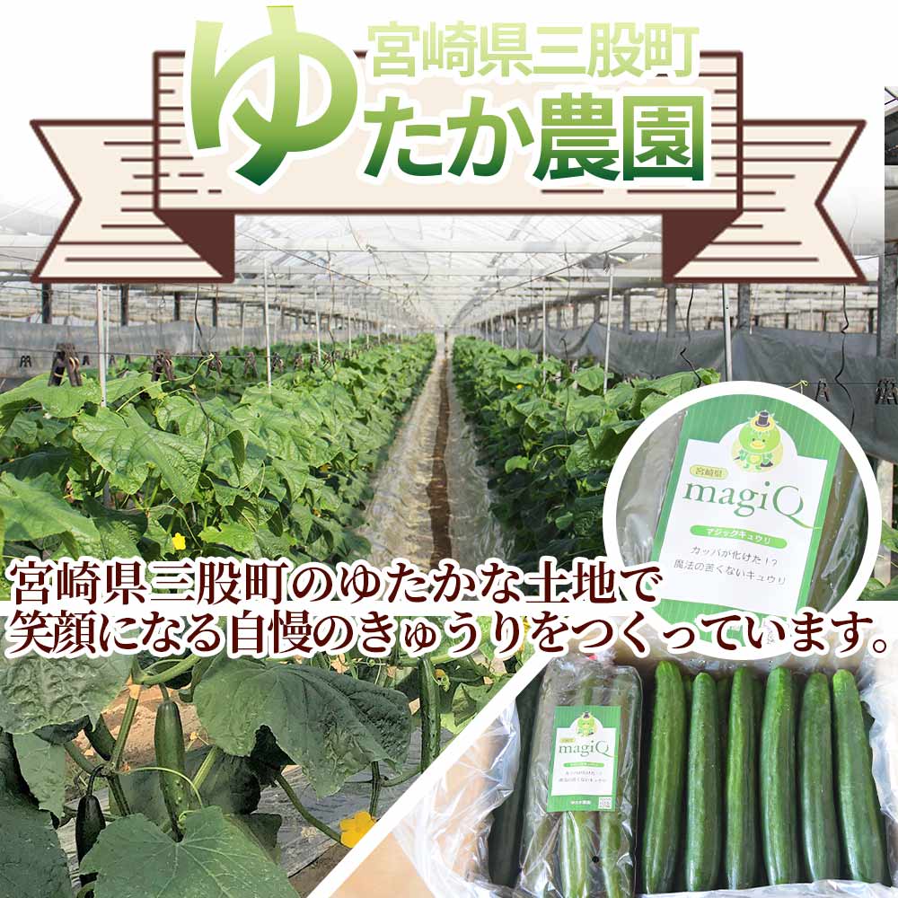 【ふるさと納税】＜【先行予約】【期間限定】パリッと甘い魔法のきゅうり マジキュー4.5kg＞約4.5kg パリッと甘い魔法のキュウリ「マジキュー」漬物や天ぷらに！ 【A-1901-yt】【ゆたか農園】 - 画像2