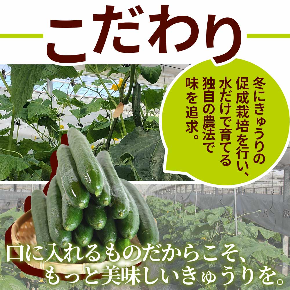 【ふるさと納税】＜【先行予約】【期間限定】パリッと甘い魔法のきゅうり マジキュー4.5kg＞約4.5kg パリッと甘い魔法のキュウリ「マジキュー」漬物や天ぷらに！ 【A-1901-yt】【ゆたか農園】 - 画像3