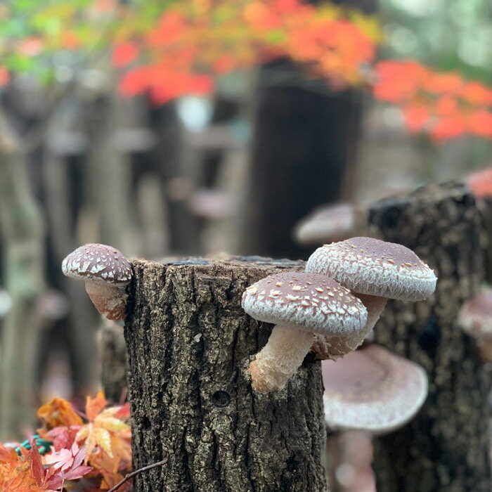 【ふるさと納税】宮崎県産特選 有機原木椎茸（薪室仕上げ）肉厚 約152g×2P 有機JAS認証・ひなたGAP認証を取得 国産 ※送料無料 ミネラルを含む霧島連山の湧水を贅沢に与え、木の栄養でじっくり育てた高原町のしいたけはプリッと肉厚。 故郷納税 15000円 - 画像3
