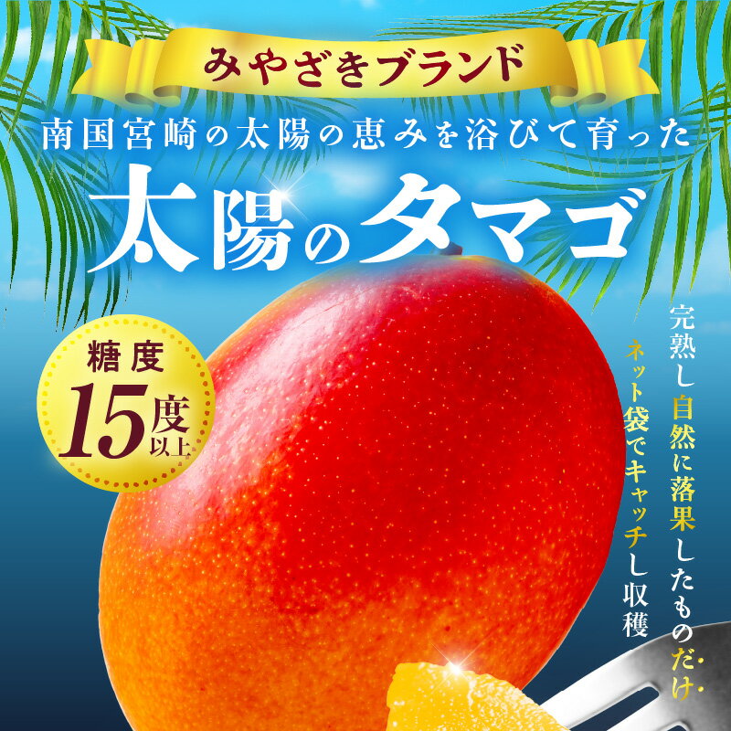 【ふるさと納税】【選べる内容量】宮崎県産 太陽のタマゴ マンゴー フルーツ 果物 果汁 果肉 希少 濃厚 贅沢 ご褒美 お祝い 人気 贈り物 贈答 プレゼント おやつ 青果物 デザート スイーツ 新鮮 冷蔵 ギフト ご当地 グルメ 送料無料 - 画像3