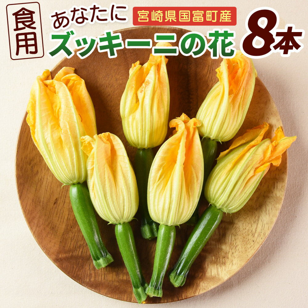 ★予約受付★＜あなたにズッキーニの花 8個＞※入金確認後1か月程度の出荷、もしくはお歳暮期間に出荷 野菜 青果 国産 料理 アレンジ 天ぷら ヒダカファーム 宮崎県 国富町 【冷蔵】