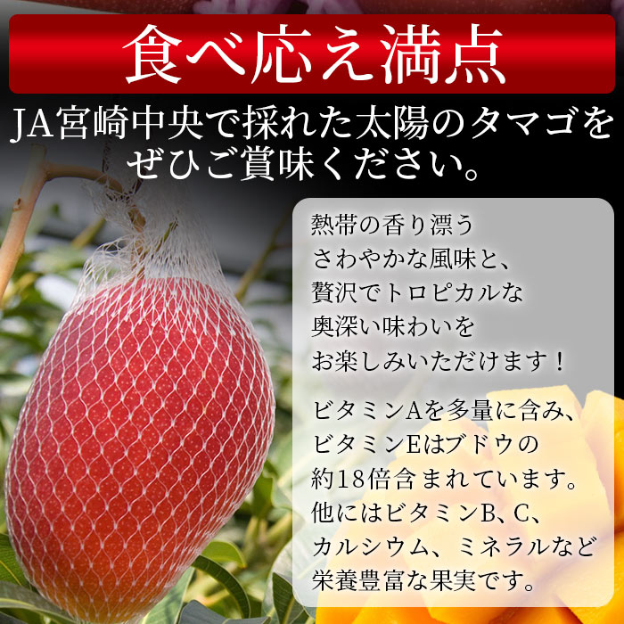 【ふるさと納税】数量限定【2026年発送】＜宮崎県産 太陽のタマゴ A等級 2Lサイズ×3玉（合計約1kg）＞※入金確認後、2026年4月上旬〜6月末迄に順次出荷に順次出荷 果物 青果 フルーツ 完熟 マンゴー 贈答 JAみやざき 宮崎県 国富町 【冷蔵】 サムネイル3