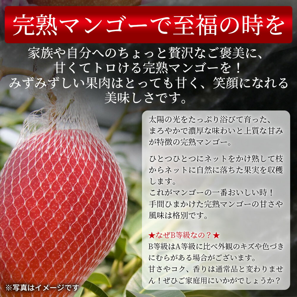 【ふるさと納税】数量限定【2026年発送】＜宮崎県産 完熟マンゴー B等級 4Lサイズ×2玉（合計 約1kg）＞※入金確認後、2026年4月上旬〜2026年6月下旬迄に順次出荷 JAみやざき 国産 マンゴー 果物 果実 フルーツ 甘い JAみやざき 宮崎県 国富町 【冷蔵】 サムネイル3