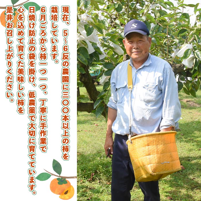 【ふるさと納税】数量限定！予約受付！＜国富町産 富有柿 2L×約15個＞※入金確認後、2025年11月中旬から12月中旬に順次出荷します。フルーツ 果物 かき カキ 片山柿園 宮崎県 国富町 0255_ky_x1 【常温】 サムネイル3