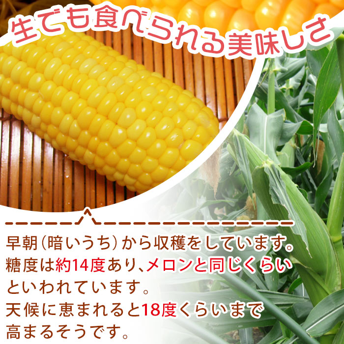 【ふるさと納税】【予約受付】＜朝採れ！国富町産ゴールドラッシュ（4.5kg 2Lサイズ 13本）＞※入金確認後、2026年5月下旬〜7月上旬迄に順次出荷します。トウモロコシ スイートコーン 野菜 穀物 甘い サンクールシステム 宮崎県 国富町【冷蔵】 - 画像3