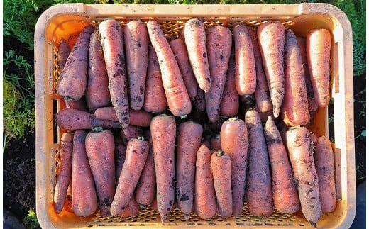 【ふるさと納税】【有機JAS】 ジュースに最適！たっぷりにんじん10kg！（訳ありふぞろい規格）人参 にんじん 有機 - 画像3