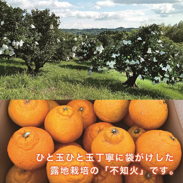 【ふるさと納税】[先行予約] 不知火 サイズいろいろ お得な5kg みかん しらぬい 不知火 フルーツ 柑橘 蜜柑 果物 くだもの 宮崎 綾町 サムネイル3