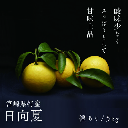 日向夏 種あり 5kg 先行受付 2026年発送 ニューサマーオレンジ 柑橘 ギフト 贈答 送料無料