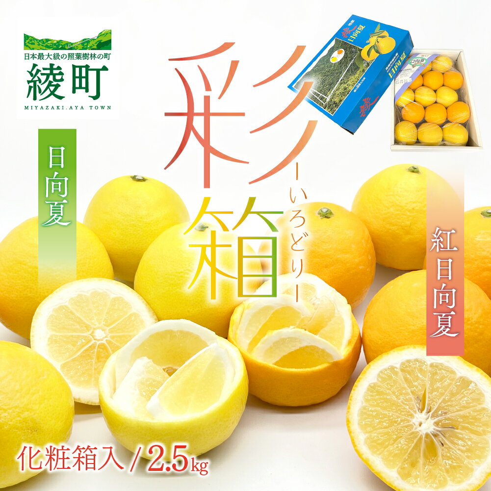 紅日向夏と日向夏の彩り箱 2.5kg 果物 紅日向夏 日向夏フルーツ 贈答 ギフト 送料無料