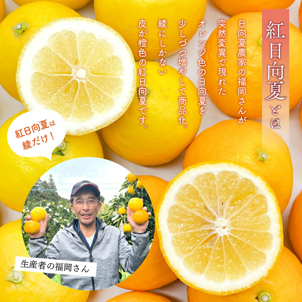 【ふるさと納税】紅日向夏と日向夏の彩り箱 2.5kg 果物 紅日向夏 日向夏フルーツ 贈答 ギフト 送料無料 サムネイル2