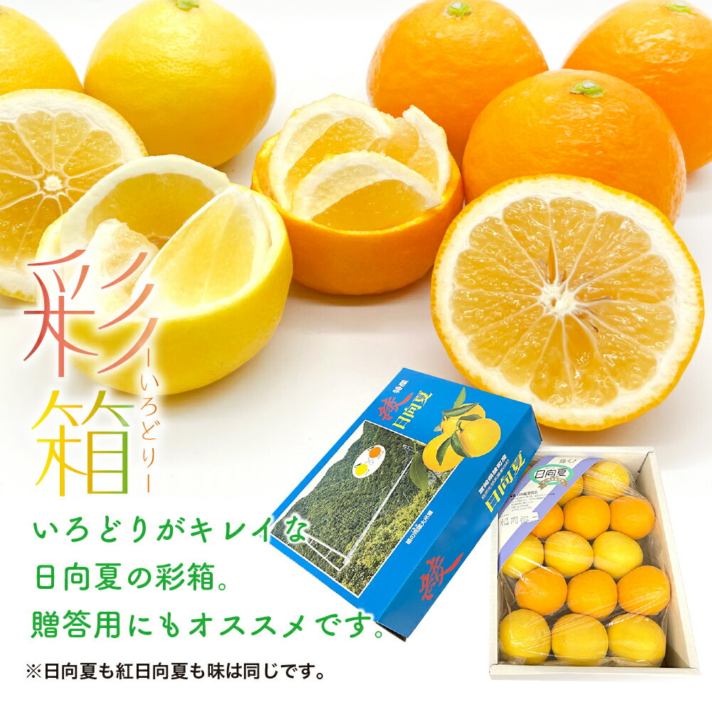 【ふるさと納税】紅日向夏と日向夏の彩り箱 2.5kg 果物 紅日向夏 日向夏フルーツ 贈答 ギフト 送料無料 サムネイル3