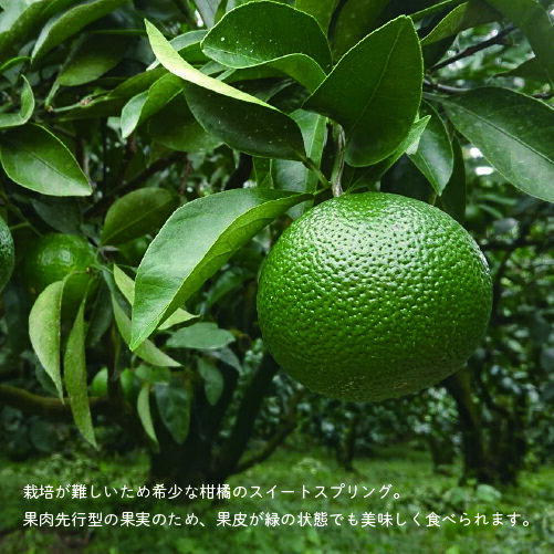 【ふるさと納税】希少柑橘「スイートスプリング」10kg【訳あり】 はっさく みかん ギフト 贈答 送料無料 サムネイル2