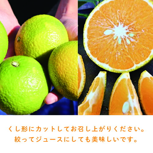 【ふるさと納税】希少柑橘「スイートスプリング」10kg【訳あり】 はっさく みかん ギフト 贈答 送料無料 サムネイル3