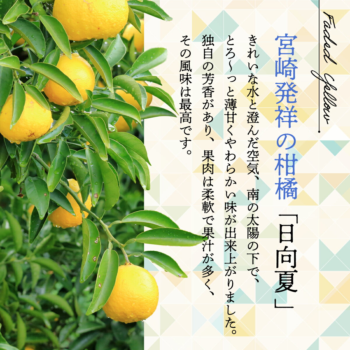 【ふるさと納税】先行予約 種なし「日向夏」 2.5kg / 日向夏 ひゅうがなつ 柑橘 柑橘類 果物 フルーツ 贈答 ギフト みかん 蜜柑 ニューサマーオレンジ 小夏 宮崎県産 ふるさと納税 送料無料 サムネイル2