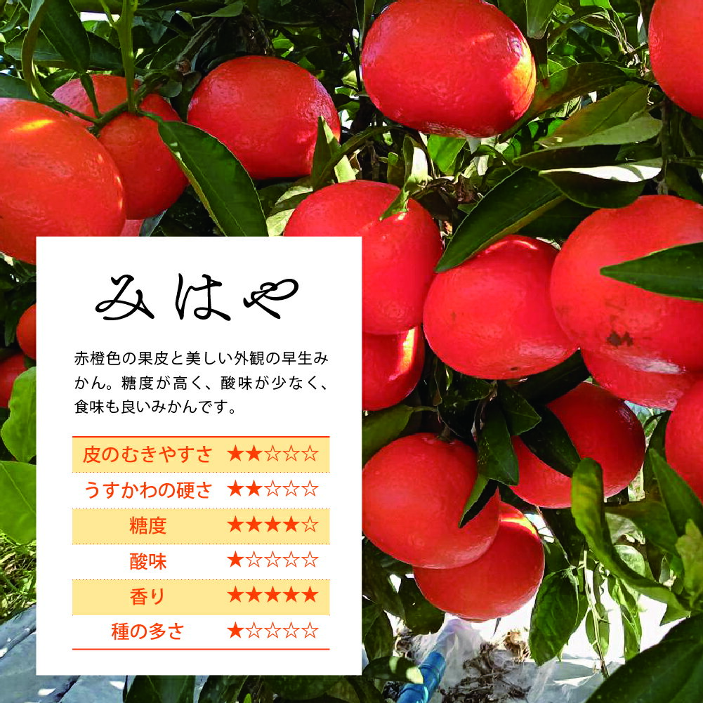 【ふるさと納税】みはや 5kg【訳あり】 みかん ギフト 贈答 送料無料 サムネイル2