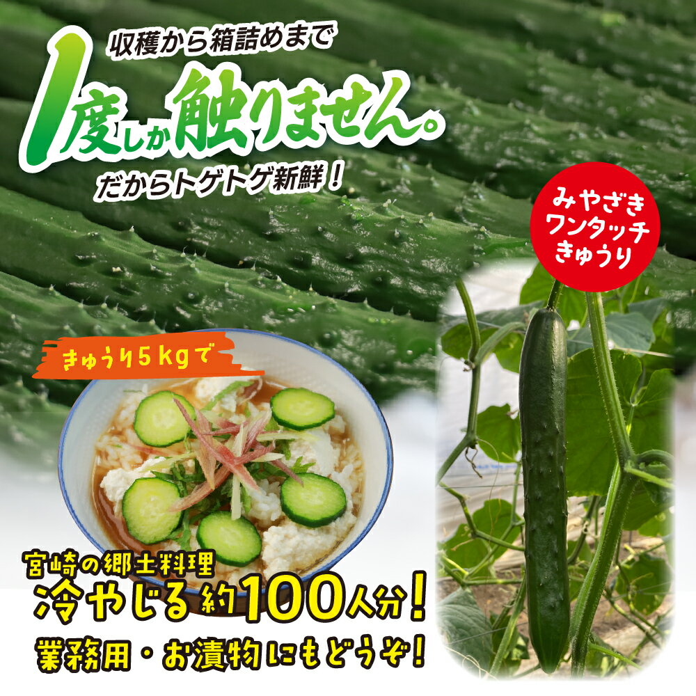 【ふるさと納税】綾川の恵み「フレッシュ胡瓜（きゅうり）」5kg / 宮崎県産 綾町産 きゅうり 胡瓜 産地直送 期間限定 送料無料 ふるさと納税 - 画像3