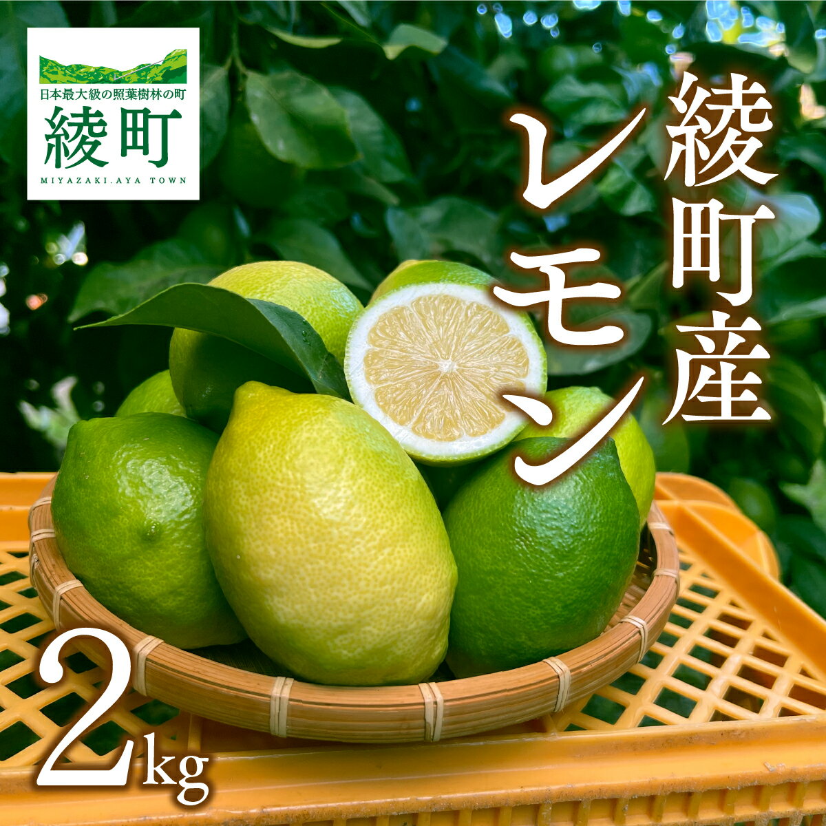綾町産のレモン 2kg 国産 檸檬 れもん 柑橘 フルーツ 果物 果実 くだもの 除草剤不使用 送料無料