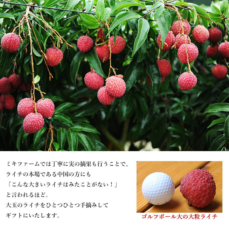【ふるさと納税】【先行予約】＜宮崎県産ライチ大粒12個入り＞2026年7月中に順次出荷 ライチ 茘枝 果物 フルーツ 果実 贈答用 ギフト ミキファーム 特産品 宮崎県 高鍋町 【冷蔵】 サムネイル3