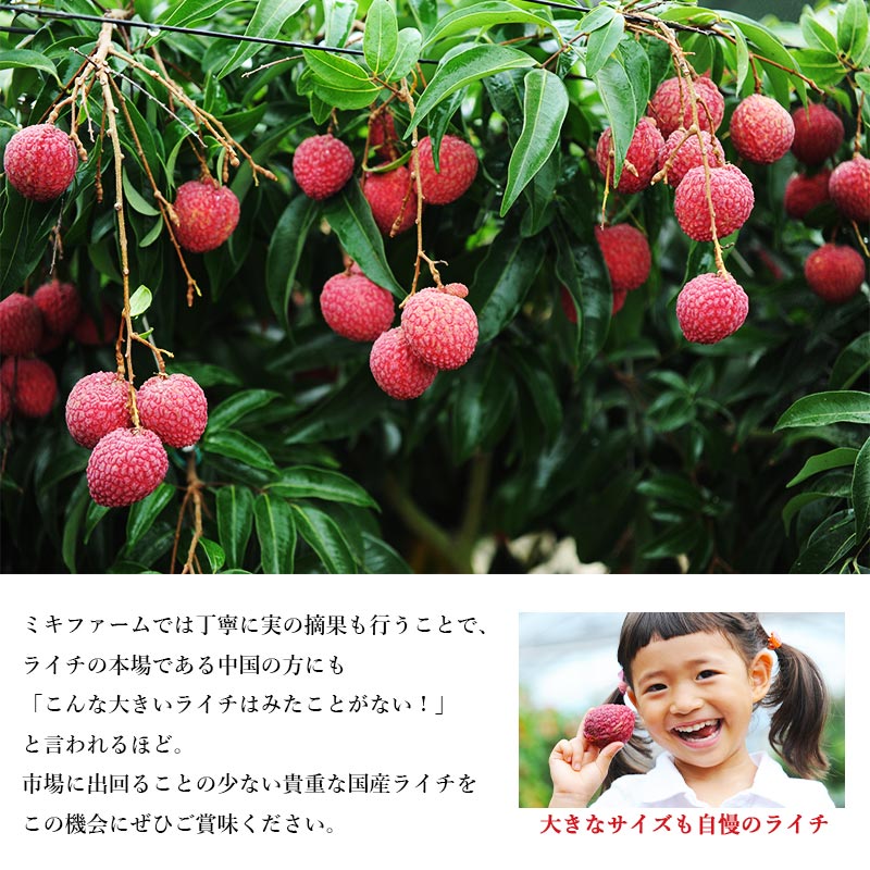 【ふるさと納税】【先行予約】＜宮崎県産ライチ600g＞2026年7月中に順次出荷 茘枝 果物 フルーツ 果実 贈答用 ギフト ミキファーム 特産品 宮崎県 高鍋町 【冷蔵】 サムネイル3