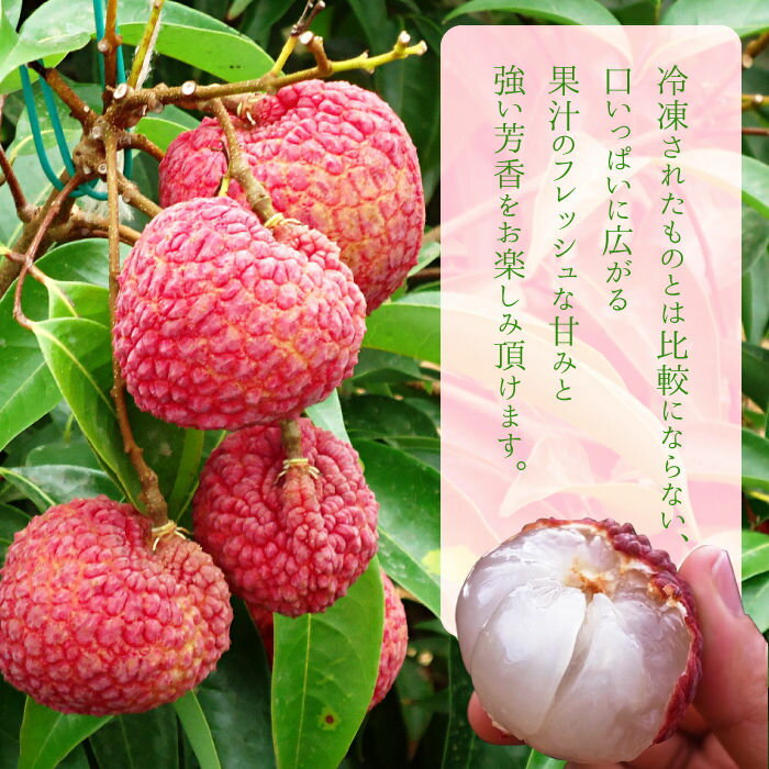 【ふるさと納税】【先行予約】＜宮崎県産 生ライチ 1kg＞2026年7月中に順次出荷 ライチ フルーツ 特産品 茘枝 果物 贈答用 宮崎県 高鍋町 ミキファーム 【冷蔵】 サムネイル2