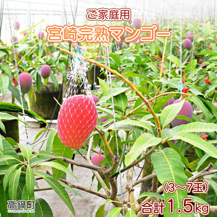 【先行予約】＜宮崎県産完熟マンゴー｢家庭用｣(約1.5kg)＞ 2026年7月上旬～9月上旬迄に順次出荷 果物 フルーツ マンゴー くだもの 特産品 完熟 国産 ご家庭用 宮崎県 高鍋町【冷蔵】