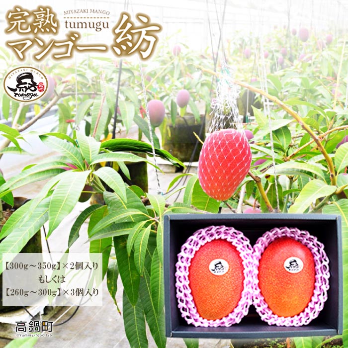 【先行予約】＜宮崎県産 完熟マンゴー｢紡｣ (約300g～約350g 2個もしくは約260g～約300g 3個)＞ 2026年7月中旬～9月中旬迄に順次出荷 果物 フルーツ マンゴー くだもの 特産品 完熟 国産 宮崎県 高鍋町【冷蔵】
