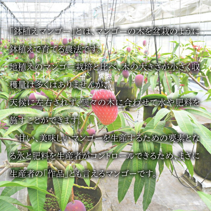 【ふるさと納税】【先行予約】＜宮崎県産 完熟マンゴー｢紡｣ (約300g～約350g 2個もしくは約260g～約300g 3個)＞ 2026年7月中旬～9月中旬迄に順次出荷 果物 フルーツ マンゴー くだもの 特産品 完熟 国産 宮崎県 高鍋町【冷蔵】 サムネイル2