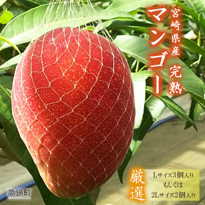 【先行予約】＜宮崎県産 完熟マンゴー(Lサイズ3個もしくは2Lサイズ2個)＞2026年4月上旬～9月上旬迄に順次出荷 | 果物 果実 フルーツ マンゴー くだもの 人気 特産品 完熟 国産 期間限定 数量限定 年内出荷 宮崎県 高鍋町【冷蔵】